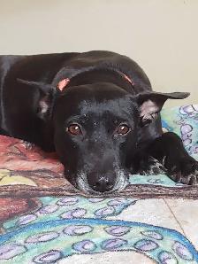 Safe & Reliable Professional Pet Care and Grooming Services - Photo 3