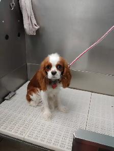 Safe & Reliable Professional Pet Care and Grooming Services - Photo 5