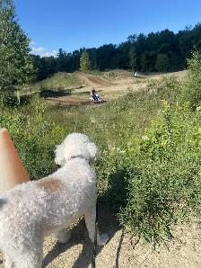 Safe & Reliable Professional Pet Care and Grooming Services - Photo 6