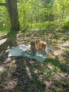 Safe & Reliable Professional Pet Care and Grooming Services - Photo 7