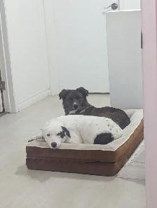 Safe & Reliable Professional Pet Care and Grooming Services - Photo 8