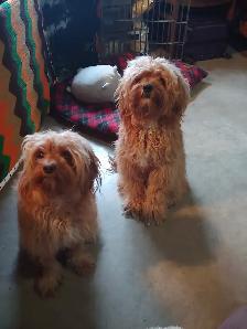 Safe & Reliable Professional Pet Care and Grooming Services - Photo 9