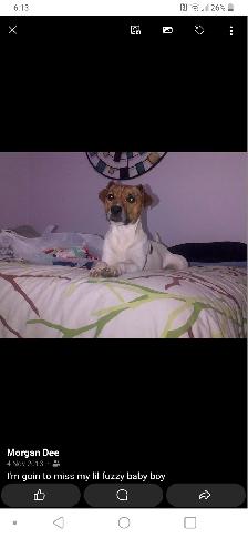 Safe & Reliable Professional Pet Care and Grooming Services - Photo 10