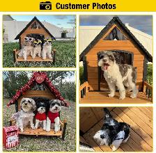 Aivituvin Insulated Outdoor Dog House - Photo 3