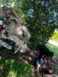 ROSE CITY PURE CLEAN — Junk Removal Services - Photo 4