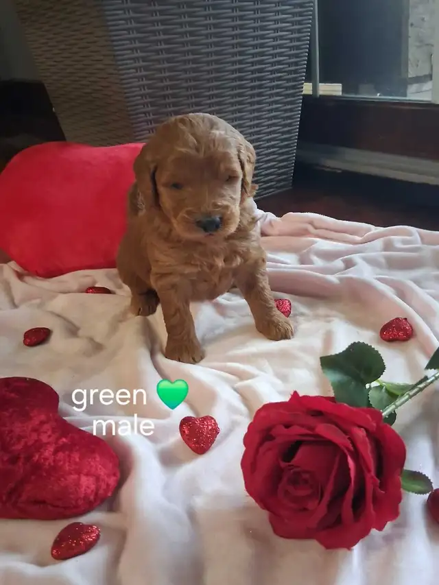 Golden doodle puppies