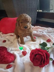 Golden doodle puppies