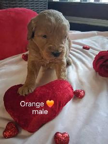 Golden doodle puppies - Photo 2