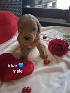 Golden doodle puppies - Photo 3