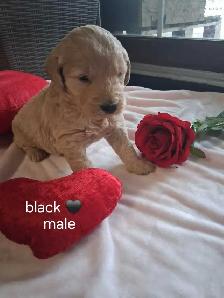 Golden doodle puppies - Photo 4