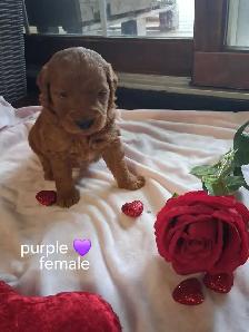 Golden doodle puppies - Photo 5