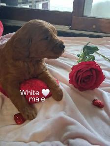 Golden doodle puppies - Photo 6