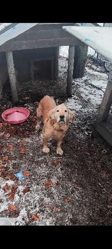 Golden doodle puppies - Photo 7
