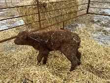 angus bottle calf for sale