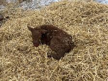 angus bottle calf for sale - Photo 2