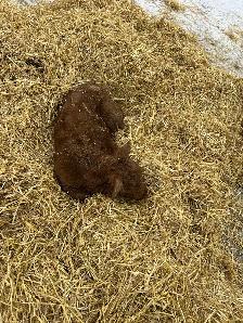 angus bottle calf for sale - Photo 3