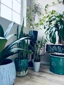 A Large Master Bedroom for Rent in Brock Centre on April 1st - Photo 6