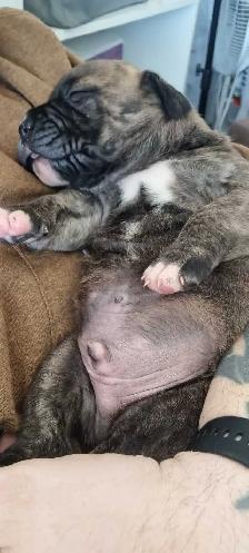 Bullmastiff Puppies Available for Loving Homes