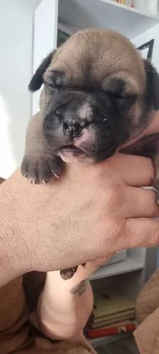 Bullmastiff Puppies Available for Loving Homes - Photo 2