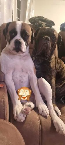 Bullmastiff Puppies Available for Loving Homes - Photo 3