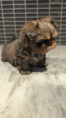 MAGNIFIQUES  SHIH TZU MINIATURES (IMPÉRIAL) -  COULEUR RARE - Photo 4