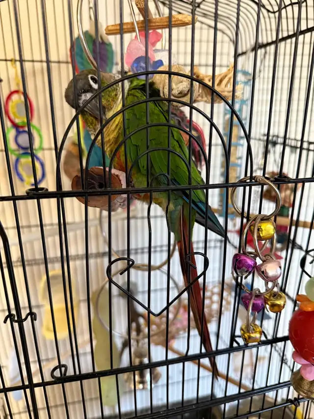Parrot needs rehoming