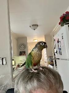Parrot needs rehoming - Photo 2