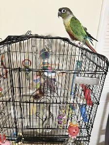 Parrot needs rehoming - Photo 3