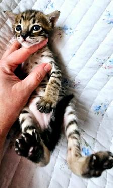 Purebred Registered Savannah Kittens, Gentle, Playful
