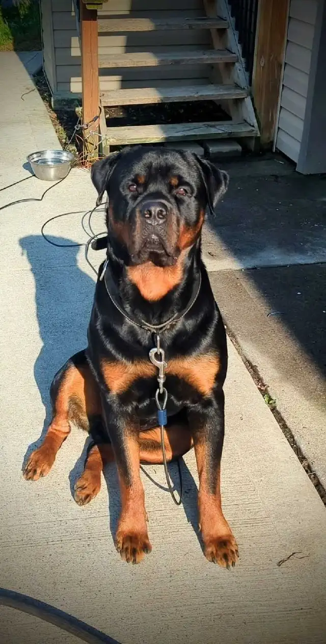 ROTTWEILER PURE GERMAN STUD