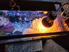 red eared slider turtle - Photo 3