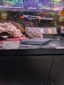 red eared slider turtle - Photo 5