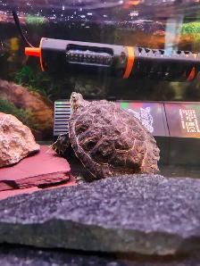 red eared slider turtle - Photo 6