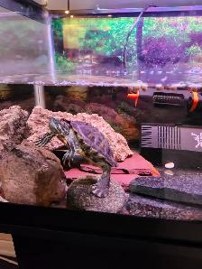 red eared slider turtle - Photo 8