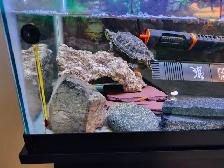 red eared slider turtle - Photo 9