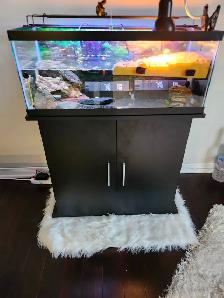 red eared slider turtle - Photo 10