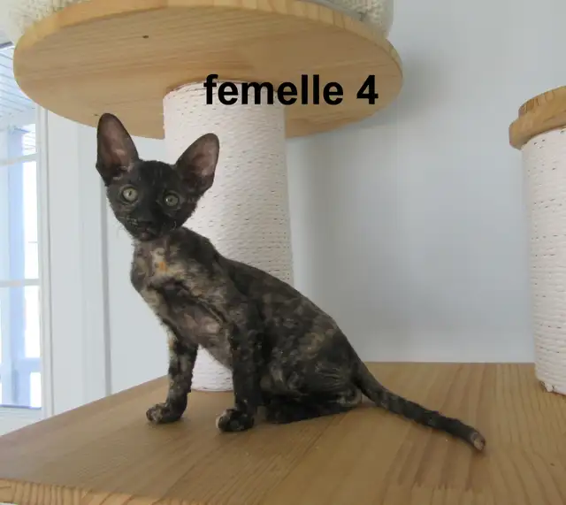 rex cornish vermifugé, micropucé