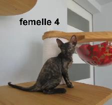 rex cornish vermifugé, micropucé - Photo 2