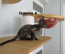 rex cornish vermifugé, micropucé - Photo 3