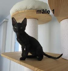 rex cornish vermifugé, micropucé - Photo 4