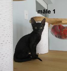 rex cornish vermifugé, micropucé - Photo 5