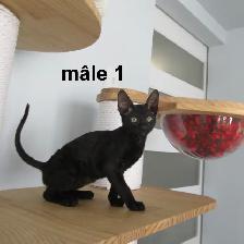 rex cornish vermifugé, micropucé - Photo 6