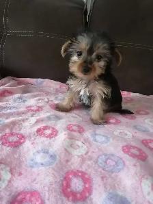 Yorkshire femelles - Photo 2