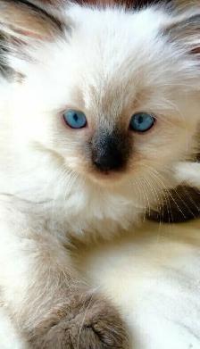 GORGEOUS BABY RAGDOLLS! BICOLOR RAGDOLLS AVAILABLE!! - Photo 5