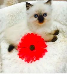 GORGEOUS BABY RAGDOLLS! BICOLOR RAGDOLLS AVAILABLE!! - Photo 9