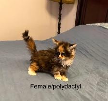 MAINE COON KITTENS, PUREBRED - Photo 3