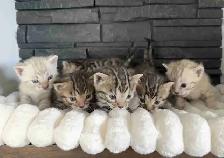 Bengal kittens