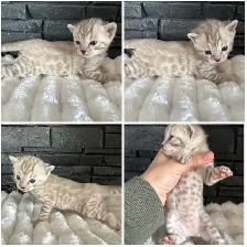 Bengal kittens - Photo 2