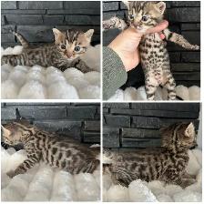 Bengal kittens - Photo 3