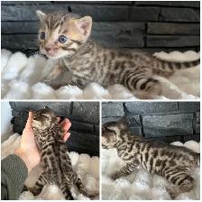 Bengal kittens - Photo 4